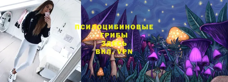 Псилоцибиновые грибы Psilocybe  Тольятти 